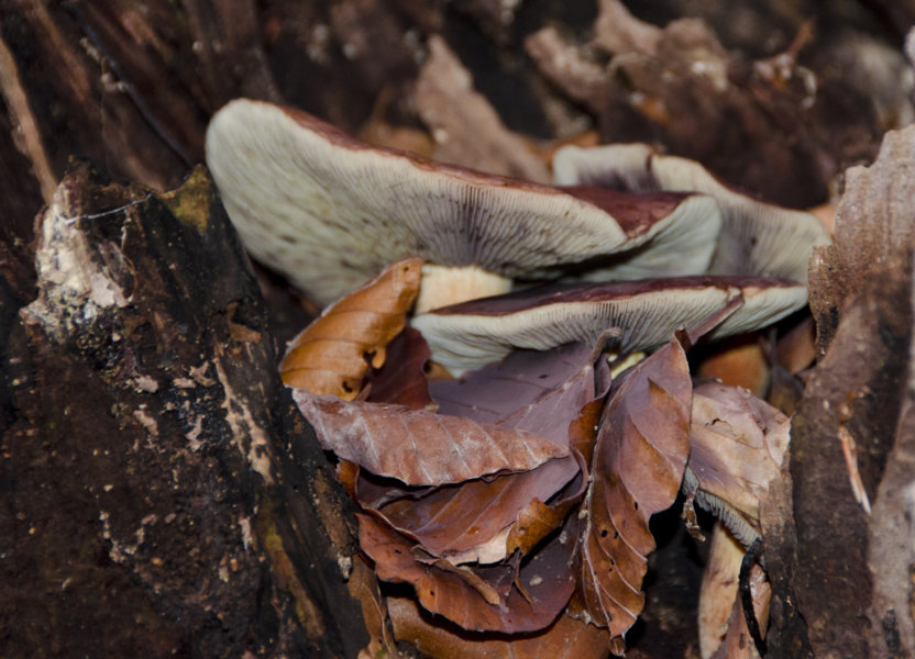 Setas - parc natural del Montseny - Barcelona - Catalunya